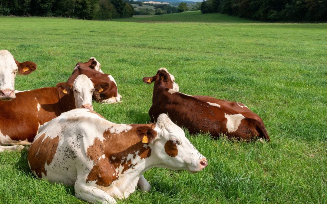 Marchés de bétail: programme et infos 2026