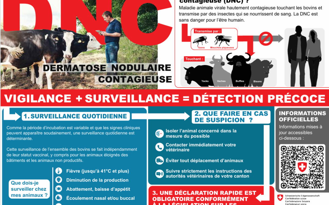 Dermatose nodulaire contagieuse DNC