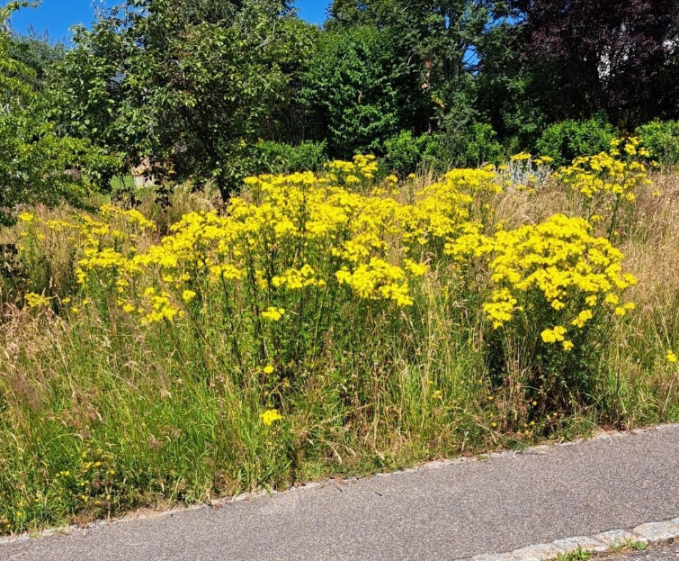 Lutte contre les plantes envahissantes